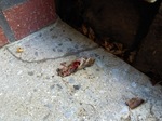 IMG_20171011_081914.jpg